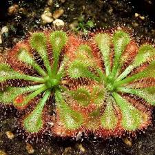 Image result for Drosera