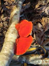 Attēlu rezultāti vaicājumam “Pycnoporus cinnabarinus”