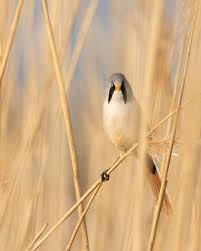 Attēlu rezultāti vaicājumam “Panurus biarmicus”