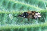 Attēlu rezultāti vaicājumam “Anthocoris nemorum”