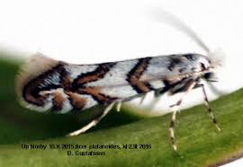 Attēlu rezultāti vaicājumam “Phyllonorycter platanoidella”