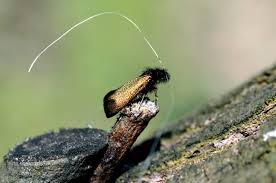 Attēlu rezultāti vaicājumam “Adela cuprella”