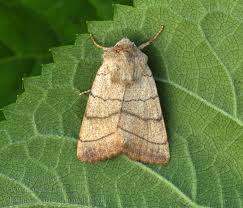 Attēlu rezultāti vaicājumam “Charanyca trigrammica”