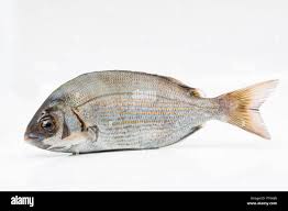 Image result for Spondyliosoma cantharus