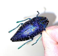 Attēlu rezultāti vaicājumam “Buprestidae”