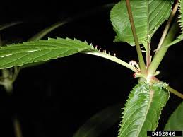 Attēlu rezultāti vaicājumam “Impatiens glandulifera leaf”