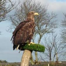 Image result for Palace Eagles Octopush Club