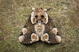 Attēlu rezultāti vaicājumam “Thyatira batis imago”