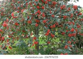 Attēlu rezultāti vaicājumam “Sorbus hybrida”