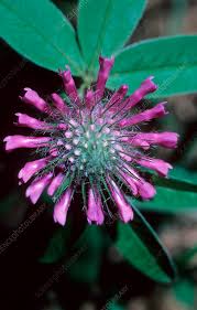 Attēlu rezultāti vaicājumam “Trifolium alpestre”