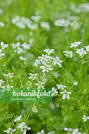 Image result for Anthriscus cerefolium