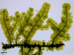 Attēlu rezultāti vaicājumam “Homalia trichomanoides sporophyte”