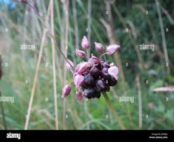 Attēlu rezultāti vaicājumam “Allium scorodoprasum fruit”