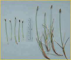 Attēlu rezultāti vaicājumam “Eleocharis uniglumis leaf”