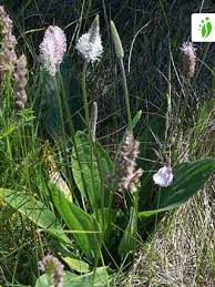 Attēlu rezultāti vaicājumam “Plantago media leaf”