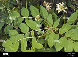 Attēlu rezultāti vaicājumam “Astragalus glycyphyllos leaf”
