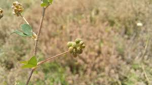 Attēlu rezultāti vaicājumam “Medicago lupulina fruit”