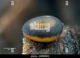 Attēlu rezultāti vaicājumam “Arcyria affinis macro”