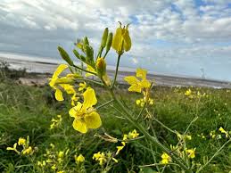 Attēlu rezultāti vaicājumam “Raphanus raphanistrum flower”