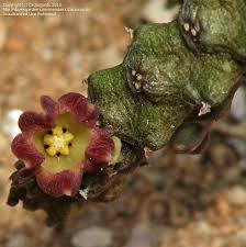 Attēlu rezultāti vaicājumam “Achillea millefolium bud”