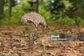 Attēlu rezultāti vaicājumam “Strobilomyces strobilaceus”