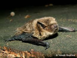 Attēlu rezultāti vaicājumam “Pipistrellus pygmaeus”
