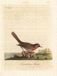 Image result for Luscinia calliope