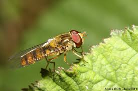 Attēlu rezultāti vaicājumam “Episyrphus balteatus”