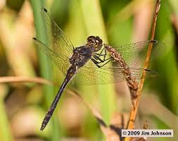 Attēlu rezultāti vaicājumam “Sympetrum danae”