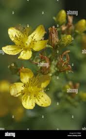 Attēlu rezultāti vaicājumam “Hypericum maculatum flower”