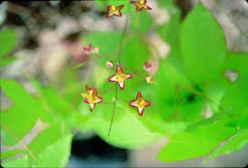 Attēlu rezultāti vaicājumam “Epimedium alpinum”