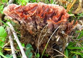 Image result for Podoscypha multizonata