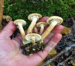 Attēlu rezultāti vaicājumam “Armillaria mellea”