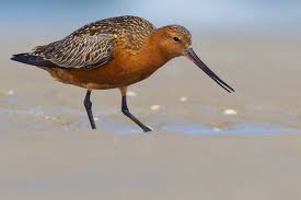 Attēlu rezultāti vaicājumam “Limosa lapponica adult”