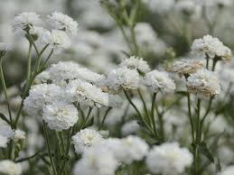 Image result for Achillea Ptarmica