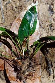 Attēlu rezultāti vaicājumam “Cribraria ferruginea”