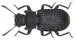 Attēlu rezultāti vaicājumam “Bolitophagus reticulatus imago”