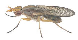 Attēlu rezultāti vaicājumam “Sciomyzidae”