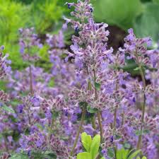 Image result for Katzenminze