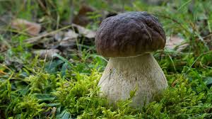 Attēlu rezultāti vaicājumam “Boletus edulis”
