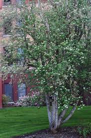 Attēlu rezultāti vaicājumam “Sorbus aria”