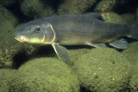 Image result for Catostomus commersonii