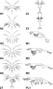 Attēlu rezultāti vaicājumam “Diderma crustaceum young”