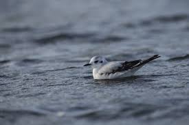 Attēlu rezultāti vaicājumam “Larus minutus”