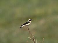 Image result for Oenanthe hispanica