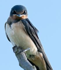 Attēlu rezultāti vaicājumam “Hirundo rustica juvenile”