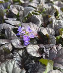 Attēlu rezultāti vaicājumam “Ajuga reptans leaf”