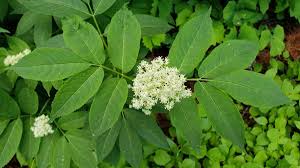 Attēlu rezultāti vaicājumam “Sambucus racemosa”