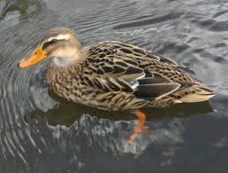 Attēlu rezultāti vaicājumam “Anas platyrhynchos juvenile”