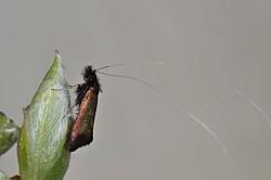 Attēlu rezultāti vaicājumam “Adela cuprella”